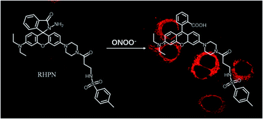 A sensitive and selective fluorescent probe for the detection of endogenous  peroxynitrite (ONOO−) in living cells - Analytical Methods (RSC Publishing)