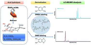 Derivatized versus non-derivatized LC-MS/MS techniques for the