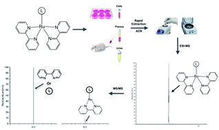Rapid Quantification Of Ruthenium Ii Polypyridyl Anti Cancer Drugs Using A Selective Ligand Dissociation Lc Ms Ms Method Analytical Methods Rsc Publishing