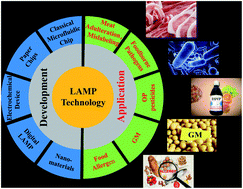 Loop-mediated isothermal amplification technique: principle, development  and wide application in food safety - Analytical Methods (RSC Publishing)