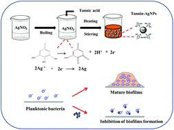 Tannic acid-modified silver nanoparticles for enhancing anti-biofilm