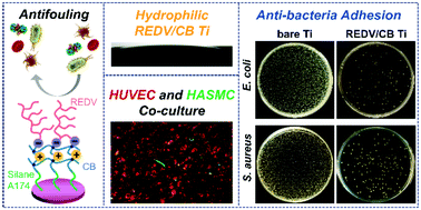 Hydrophilic Titanium Coatings  Hydrophilic Treatments for Titanium