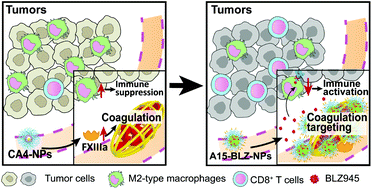 Fxiiia Substrate Peptide Decorated Blz945 Nanoparticles For Specifically Remodeling Tumor Immunity Biomaterials Science Rsc Publishing