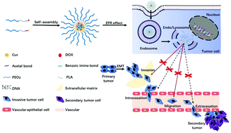 Multi pH-sensitive polymer–drug conjugate mixed micelles for efficient ...