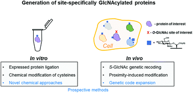 Tools For Functional Dissection Of Site Specific O Glcnacylation Rsc Chemical Biology Rsc Publishing