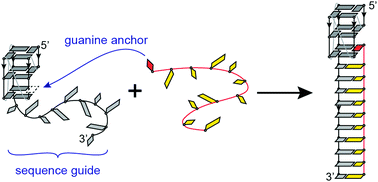 Guanine Anchoring A Strategy For Specific Targeting Of A G Quadruplex Using Short Pna Lna And Dna Molecules Chemical Communications Rsc Publishing