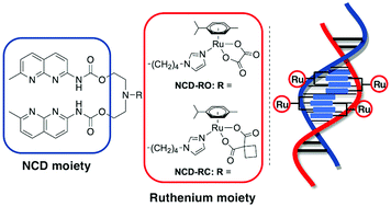 Assembly Of Ruthenium Complexes On Double Stranded Dna Using Mismatch Binding Ligands Chemical Communications Rsc Publishing