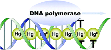 Enzymatic Formation Of Consecutive Thymine Hgii Thymine Base Pairs By Dna Polymerases Chemical Communications Rsc Publishing