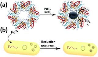 In Vivo And In Vitro Protein Mediated Synthesis Of Palladium Nanoparticles For Hydrogenation Reactions Chemical Communications Rsc Publishing