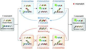 A double-stranded DNA catalyzed strand displacement system for ...