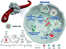 pH/glutathione-responsive release of SO2 induced superoxide radical  accumulation for gas therapy of cancer - Chemical Communications (RSC  Publishing)