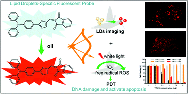 A lipid droplet targeted fluorescent probe for high-efficiency image-guided  photodynamic therapy of renal cell carcinoma - Chemical Communications (RSC  Publishing)