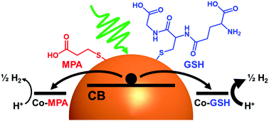 Light-driven hydrogen production with CdSe quantum dots and a cobalt  glutathione catalyst
