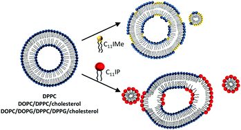 Phospholipids are polarized molecules