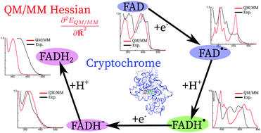 Uv Visible Absorption Spectrum Of Fad And Its Reduced Forms Embedded In A Cryptochrome Protein Physical Chemistry Chemical Physics Rsc Publishing