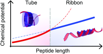 Tube To Ribbon Transition In A Self Assembling Model Peptide System Physical Chemistry Chemical Physics Rsc Publishing