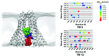 Simultaneous Binding Mechanism Of Multiple Substrates For Multidrug Resistance Transporter P Glycoprotein Physical Chemistry Chemical Physics Rsc Publishing