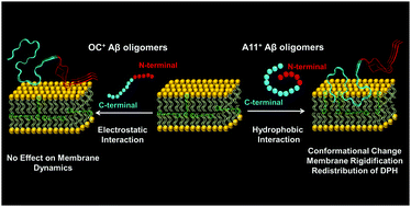 Conformation Specific Perturbation Of Membrane Dynamics By Structurally Distinct Oligomers Of Alzheimer S Amyloid B Peptide Physical Chemistry Chemical Physics Rsc Publishing