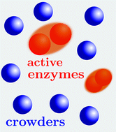 Conformation-changing enzymes and macromolecular crowding - Physical ...