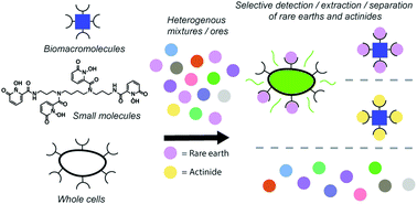 Biological Biomolecular And Bio Inspired Strategies For Detection Extraction And Separations Of Lanthanides And Actinides Chemical Society Reviews Rsc Publishing