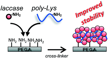 Laccase Aggregates Via Poly Lysine Supported Immobilization Onto Pega Resin With Efficient Activity And High Operational Stability And Can Be Used To Degrade Endocrine Disrupting Chemicals Catalysis Science Technology Rsc Publishing