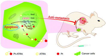 Combating metastasis of breast cancer cells with a carboplatin analogue  containing an all-trans retinoic acid ligand - Dalton Transactions (RSC  Publishing)