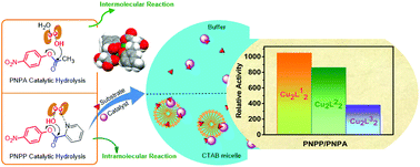 Structures And Esterolytic Reactivity Of Novel Binuclear Copper Ii Complexes With Reduced L Serine Schiff Bases As Mimic Carboxylesterases Dalton Transactions Rsc Publishing