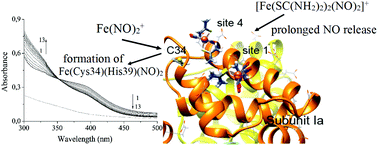 Effect Of Albumin On The Transformation Of Dinitrosyl Iron Complexes With Thiourea Ligands Dalton Transactions Rsc Publishing
