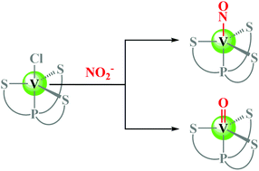 The Dual Roles Of A V Iii Centre For Substrate Binding And Oxygen Atom Abstraction Nitrite Reduction Mediated By A V Iii Complex Dalton Transactions Rsc Publishing