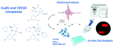 Cu Ii And V Iv O Complexes With Tri Or Tetradentate Ligands Based On 2 Hydroxybenzyl L Alanines Reveal Promising Anticancer Therapeutic Potential Dalton Transactions Rsc Publishing