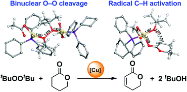 Unexpected Binuclear O O Cleavage And Radical C H Activation Mechanism For Cu Catalyzed Desaturation Of Lactone Dalton Transactions Rsc Publishing