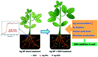 Dual roles of glutathione in silver nanoparticle detoxification and  enhancement of nitrogen assimilation in soybean (Glycine max (L.) Merrill)  - Environmental Science: Nano (RSC Publishing)