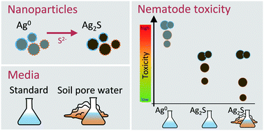 Chemical transformation and surface functionalisation affect the potential  to group nanoparticles for risk assessment - Environmental Science: Nano  (RSC Publishing)