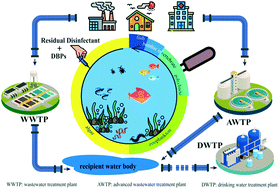 Ecotoxicological effects of disinfected wastewater effluents: a short ...