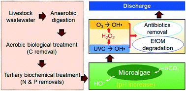 Emerging Investigator Series Quaternary Treatment With Algae Assisted Oxidation For Antibiotics Removal And Refractory Organics Degradation In Livestock Wastewater Effluent Environmental Science Water Research Technology Rsc Publishing