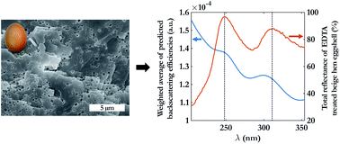 Scattering Of Ultraviolet Light By Avian Eggshells Faraday Discussions Rsc Publishing