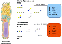 The Impact Of Oligosaccharide Content Glycosidic Linkages And Lactose Content Of Galacto Oligosaccharides Gos On The Expression Of Mucus Related Genes In Goblet Cells Food Function Rsc Publishing
