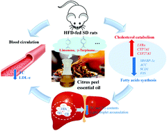 Dietary citrus peel essential oil ameliorates hypercholesterolemia and ...