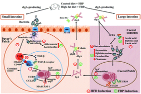 Lactobacillus casei-fermented blueberry pomace augments sIgA production in  high-fat diet mice by improving intestinal microbiota - Food & Function  (RSC Publishing)