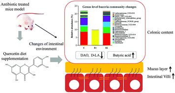 dysbiosis antibiotics