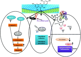 Morin As An Imminent Functional Food Ingredient An Update On Its Enhanced Efficacy In The Treatment And Prevention Of Metabolic Syndromes Food Function Rsc Publishing