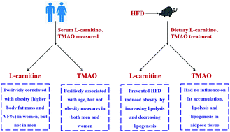 tmao l-carnitine Pathobiological Relationship of Excessive Dietary Intake of Choline/L- Carnitine: A TMAO Precursor-Associated Aggravation in Heart Failure in  Sarcopenic Patients main image 0