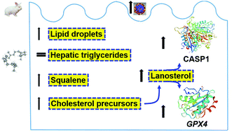 Dietary Squalene Modifies Plasma Lipoproteins And Hepatic Cholesterol Metabolism In Rabbits Food Function Rsc Publishing