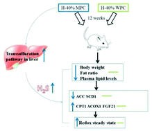 A Comparison Study Of The Influence Of Milk Protein Versus Whey Protein In High Protein Diets On Adiposity In Rats Food Function Rsc Publishing