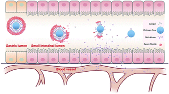 Chitosan Casein Based Microparticles With A Bilayer Shell Core Structure For Oral Delivery Of Nattokinase Food Function Rsc Publishing