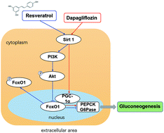 Resveratrol attenuates dapagliflozin-induced renal gluconeogenesis via ...