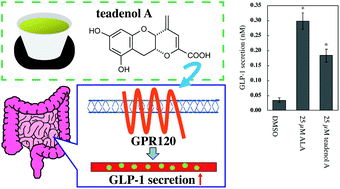 tea that increases glp 1 Teadenol A in microbial fermented tea acts as a novel ligand on GPR120 to increase  GLP-1 secretion