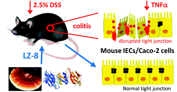 Prevention of dextran sulfate sodium-induced mouse colitis by the fungal  protein Ling Zhi-8 via promoting the barrier function of intestinal  epithelial cells - Food & Function (RSC Publishing)