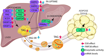 Functional Milk Fat Enriched In Conjugated Linoleic Acid Prevented Liver Lipid Accumulation Induced By A High Fat Diet In Male Rats Food Function Rsc Publishing