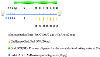 Fructooligosaccharides Protect Against Ova Induced Food Allergy In Mice By Regulating The Th17 Treg Cell Balance Using Tryptophan Metabolites Food Function Rsc Publishing